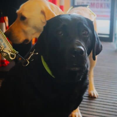 Foundation Learning students raise money for Guide Dogs