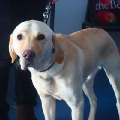 Foundation Learning students raise money for Guide Dogs