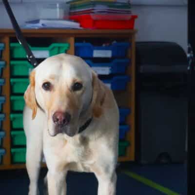 Foundation Learning students raise money for Guide Dogs